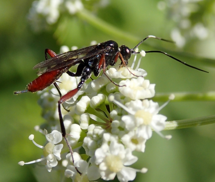 Ichneumonidae da Id.